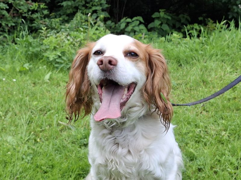 undefined | Spaniel (Cocker) | undefined - 3