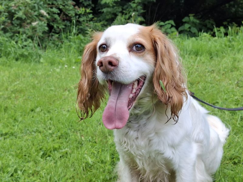 undefined | Spaniel (Cocker) | undefined - 1