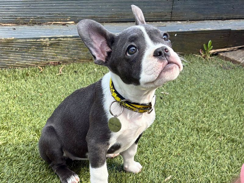 Mabel - Image 2 of 4