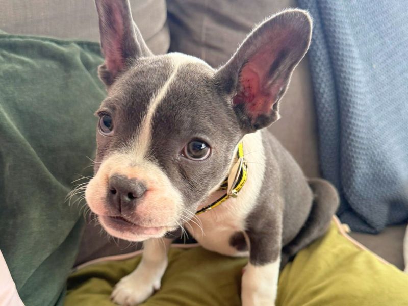 undefined | French Bulldog Cross | undefined - 4