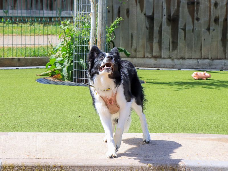 undefined | Collie (Border) | undefined - 8