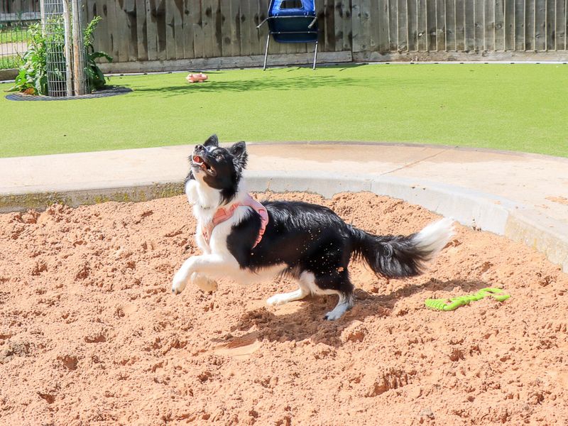 undefined | Collie (Border) | undefined - 4