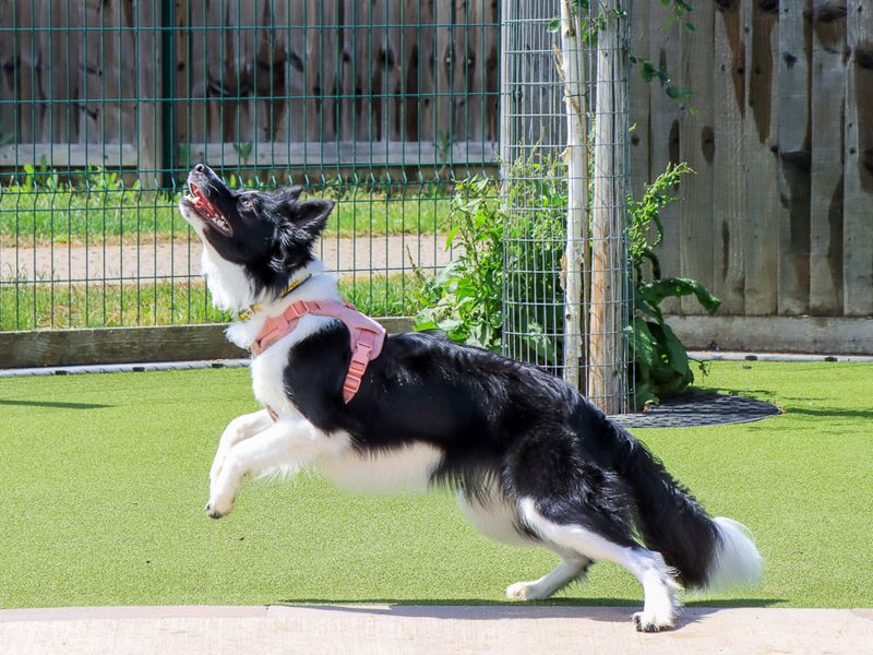 undefined | Collie (Border) | undefined - 7