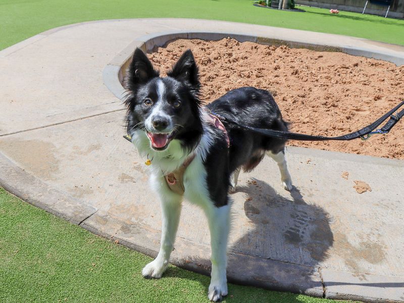undefined | Collie (Border) | undefined - 3