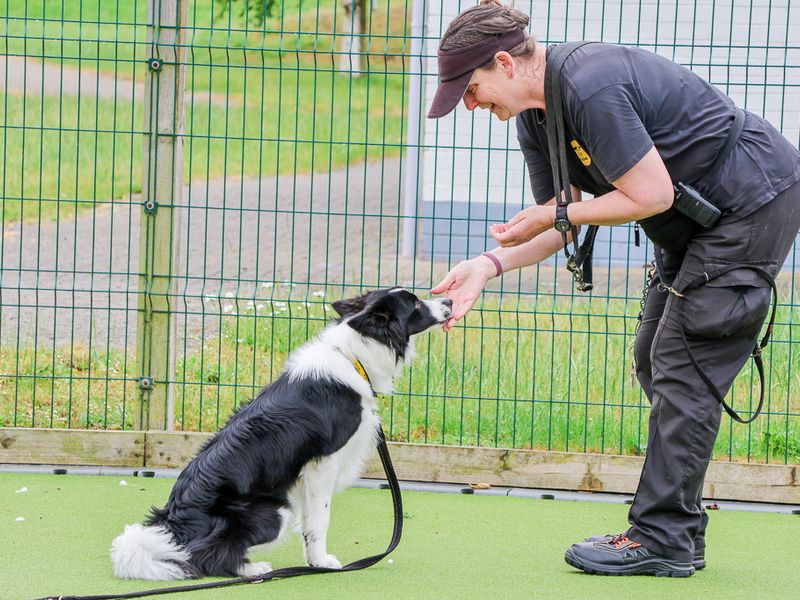 Border Collie Dogs And Puppies For Adoption