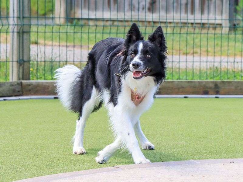 undefined | Collie (Border) | undefined - 1