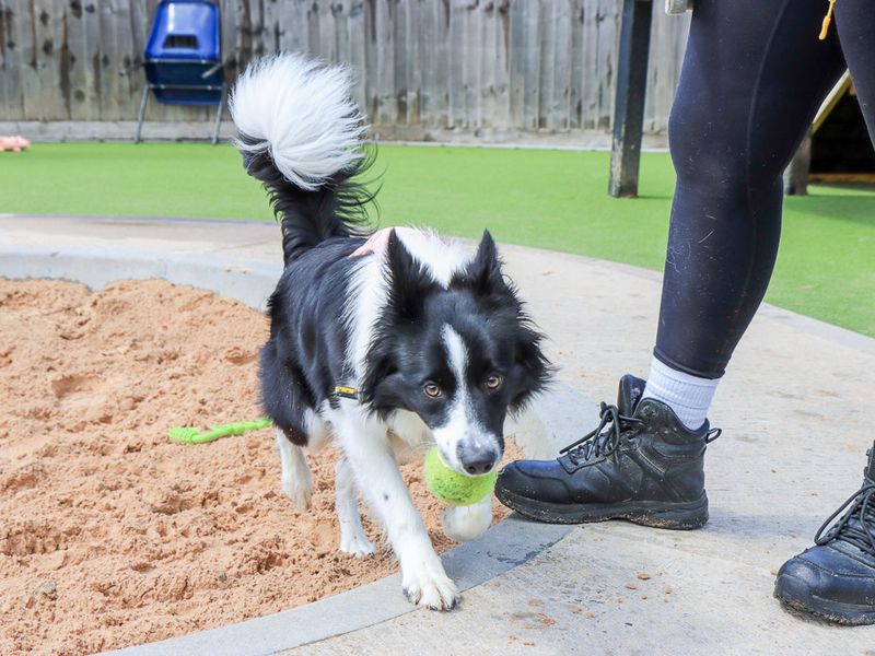 undefined | Collie (Border) | undefined - 10