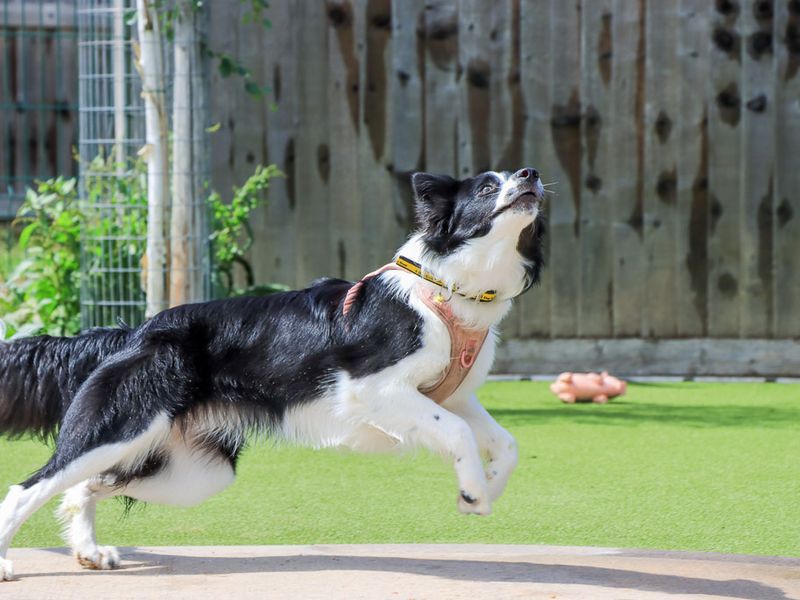 undefined | Collie (Border) | undefined - 6