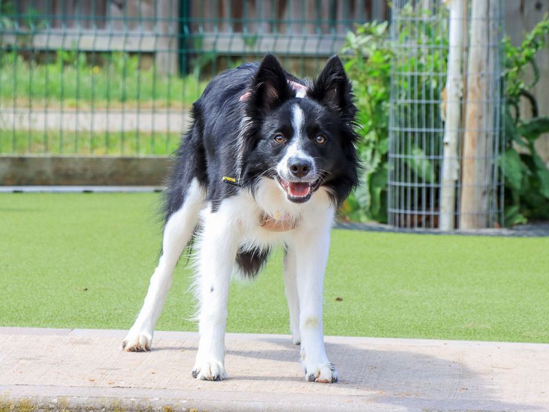 undefined | Collie (Border) | undefined - 9
