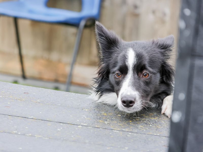 undefined | Collie (Border) | undefined - 5