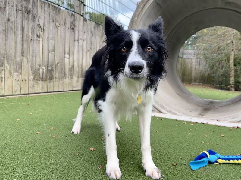 Mabel | Collie (Border) | Ilfracombe - 2