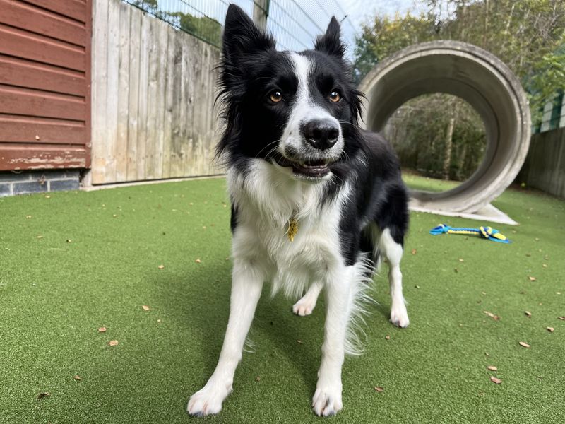 Mabel | Collie (Border) | Ilfracombe - 5