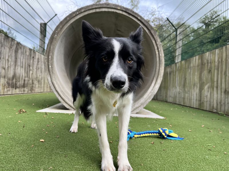 Mabel | Collie (Border) | Ilfracombe - 3