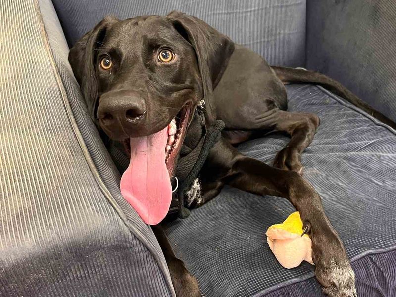 Doberman Dogs And Puppies For Adoption