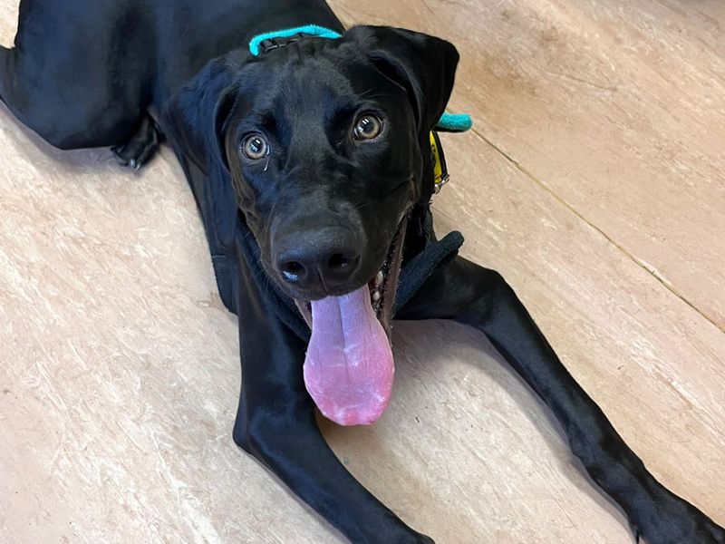 Mochi | Dobermann Cross | Harefield West London - 4