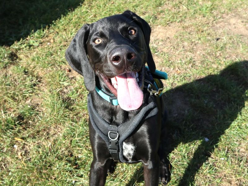 Mochi | Dobermann Cross | Harefield West London - 2