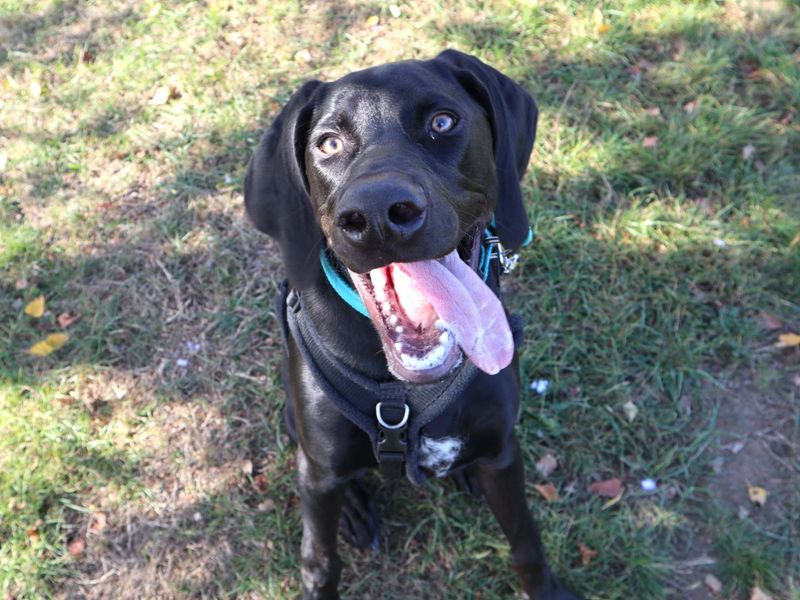 Mochi | Dobermann Cross | Harefield West London - 3