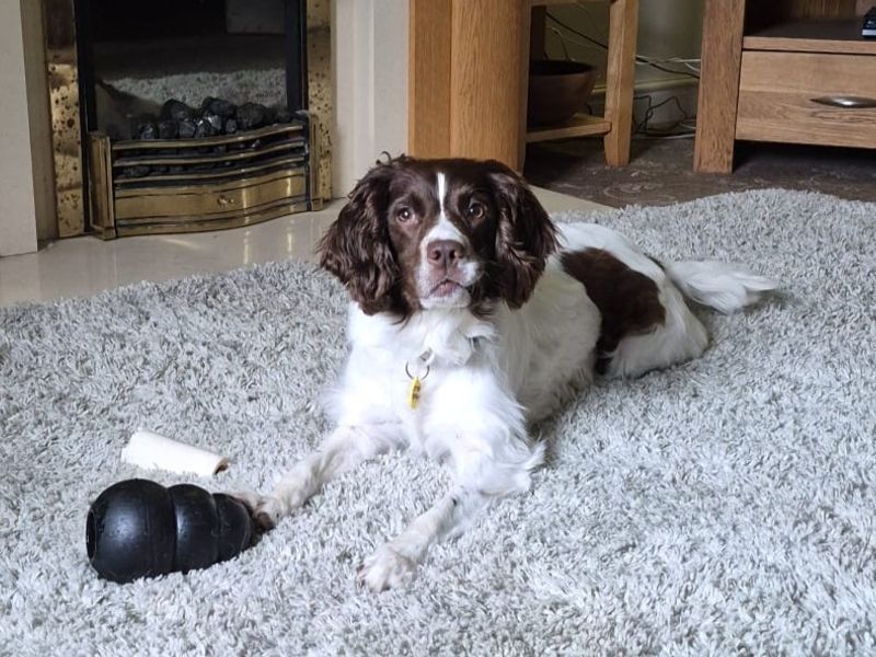 undefined | Spaniel (English Springer) | undefined - 3