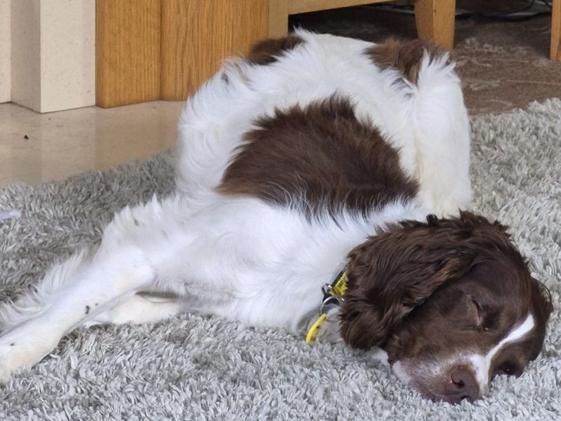 undefined | Spaniel (English Springer) | undefined - 2