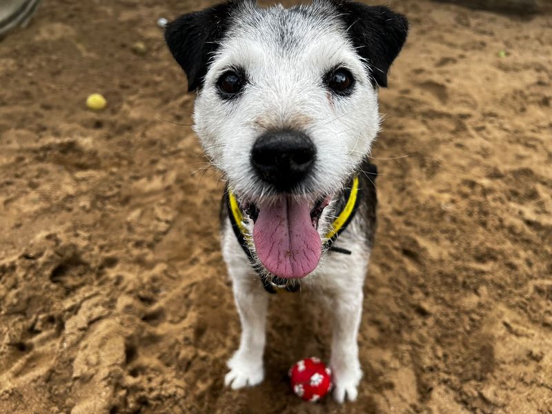 undefined | Terrier (Border) Cross | undefined - 3