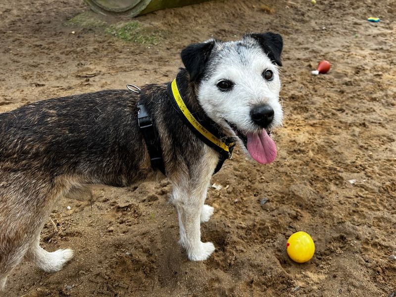 undefined | Terrier (Border) Cross | undefined - 2