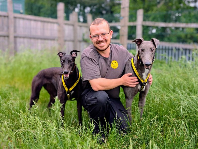 undefined | Greyhound | undefined - 1