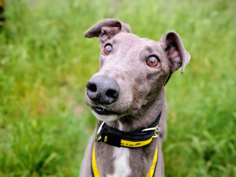 undefined | Greyhound | undefined - 3