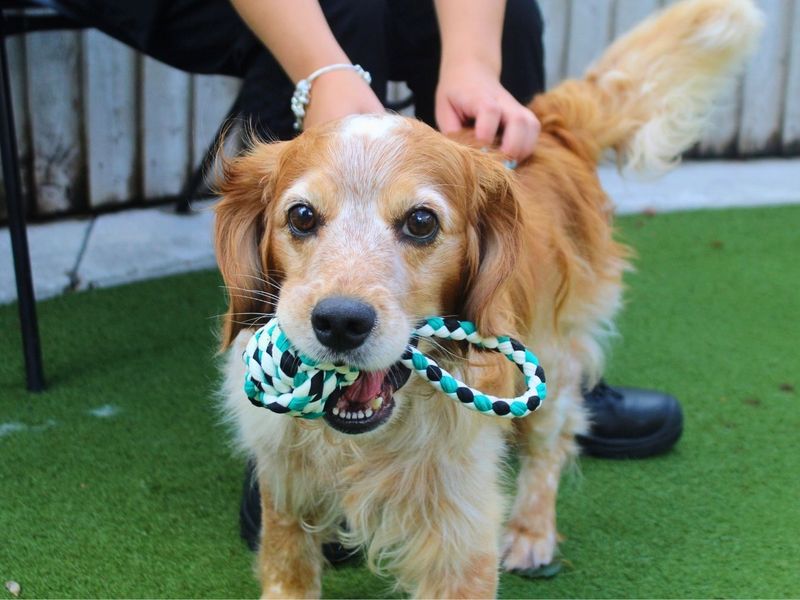 Bailey | Spaniel (Cocker) | Manchester - 6