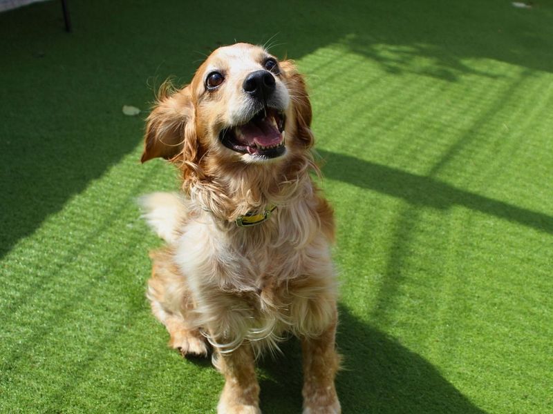 Bailey | Spaniel (Cocker) | Manchester - 3