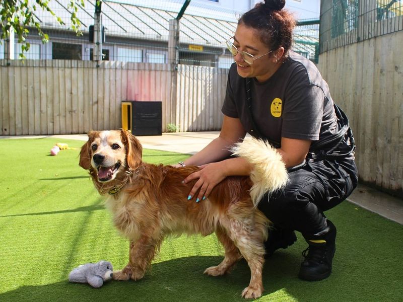 Bailey | Spaniel (Cocker) | Manchester - 5