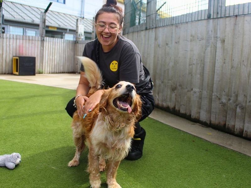 Bailey | Spaniel (Cocker) | Manchester - 2