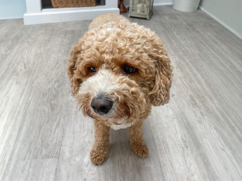 Bear | Spaniel (Cavalier King Charles) Cross | Basildon (Essex) - 1