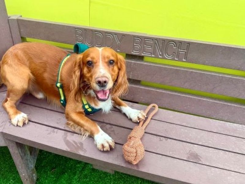 undefined | Spaniel (Cocker) | undefined - 2