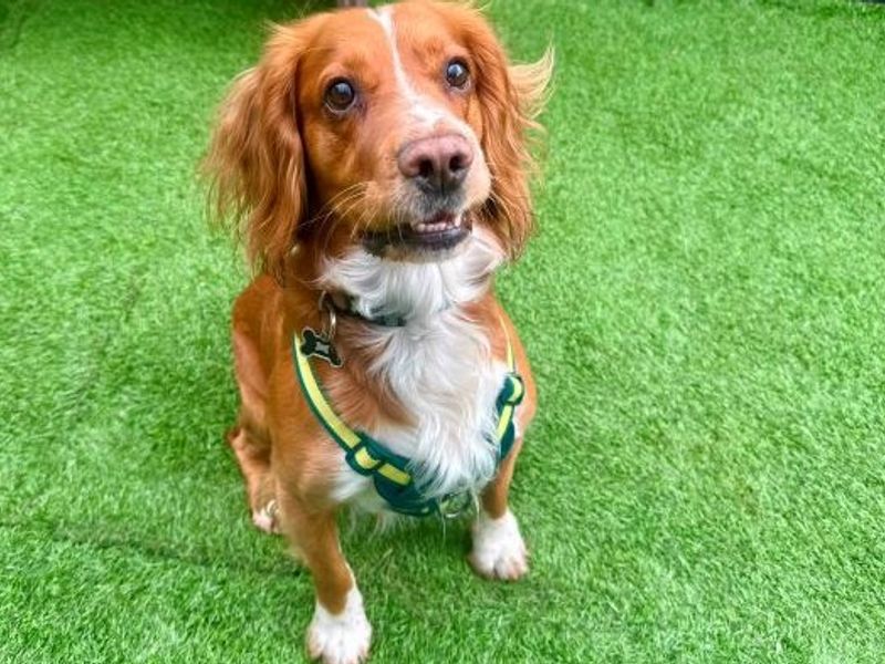 undefined | Spaniel (Cocker) | undefined - 1