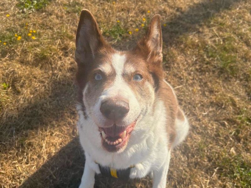 Blaize | Siberian Husky Cross | Harefield West London - 2