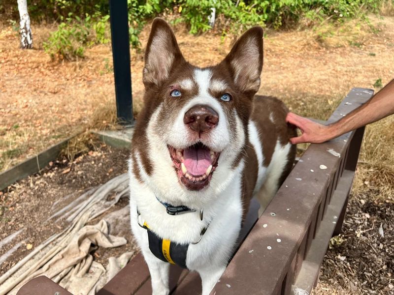 Blaize | Siberian Husky Cross | Harefield West London - 4