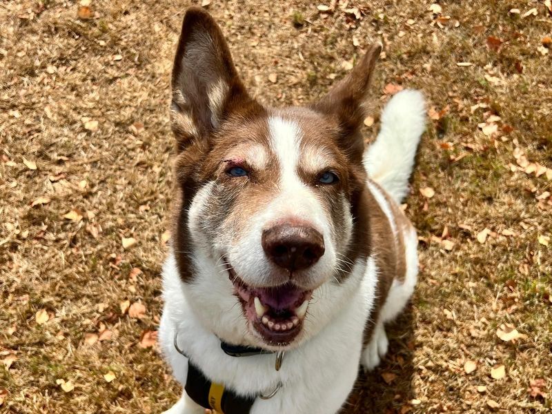 Blaize | Siberian Husky Cross | Harefield West London - 3