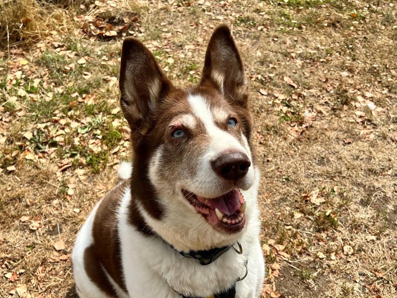 Blaize | Siberian Husky Cross | Harefield West London - 5