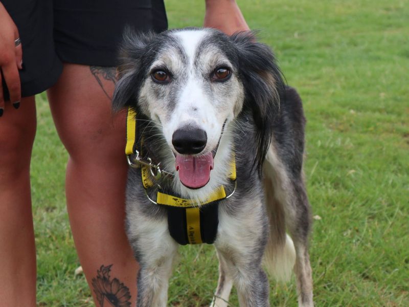 undefined | Lurcher Cross | undefined - 2