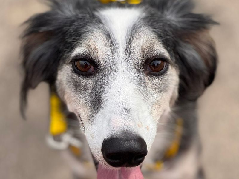 undefined | Lurcher Cross | undefined - 1