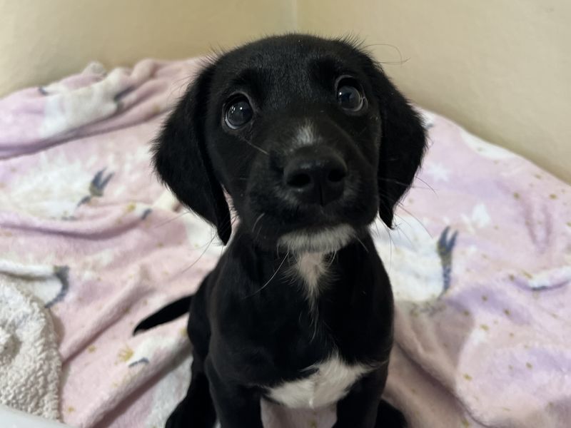 undefined | Spaniel (Cocker) Cross | undefined - 2
