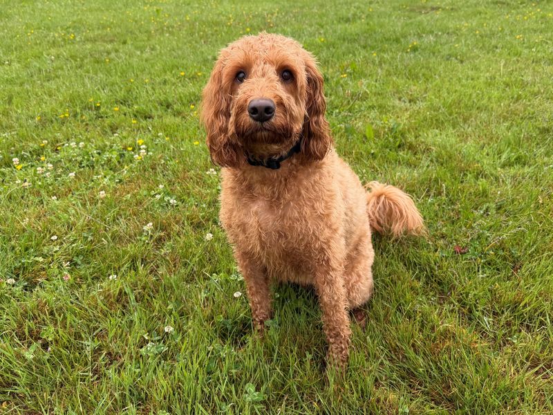 Ralph