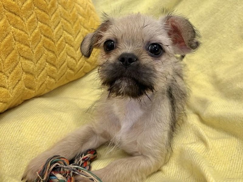undefined | Shih Tzu Cross | undefined - 1