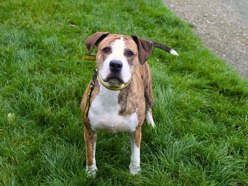 Poppy | Terrier (Staffordshire Bull) Cross | Manchester - 3