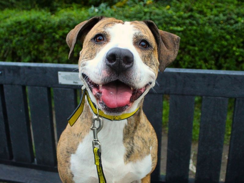 Poppy | Terrier (Staffordshire Bull) Cross | Manchester - 7