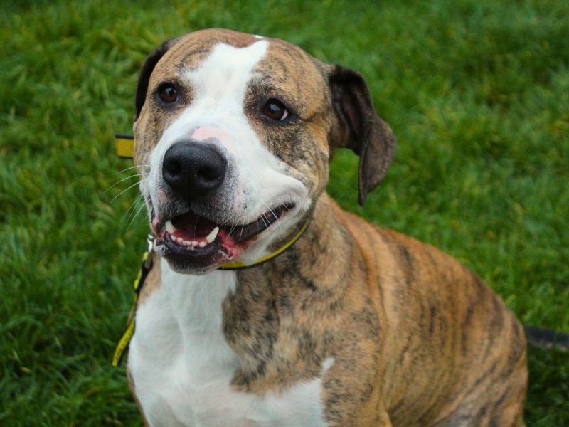 Poppy | Terrier (Staffordshire Bull) Cross | Manchester - 6
