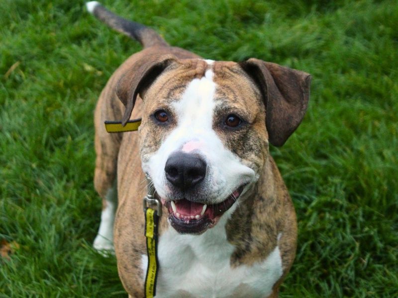 Poppy | Terrier (Staffordshire Bull) Cross | Manchester - 5