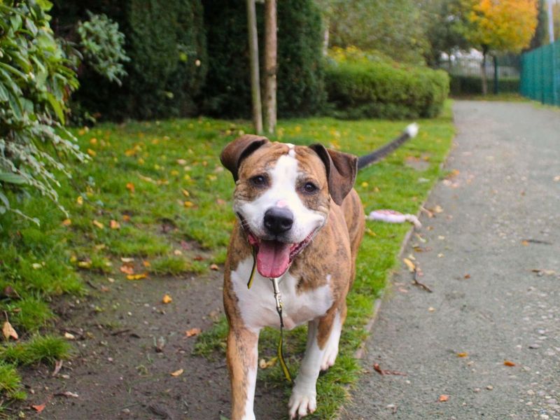 Poppy | Terrier (Staffordshire Bull) Cross | Manchester - 2