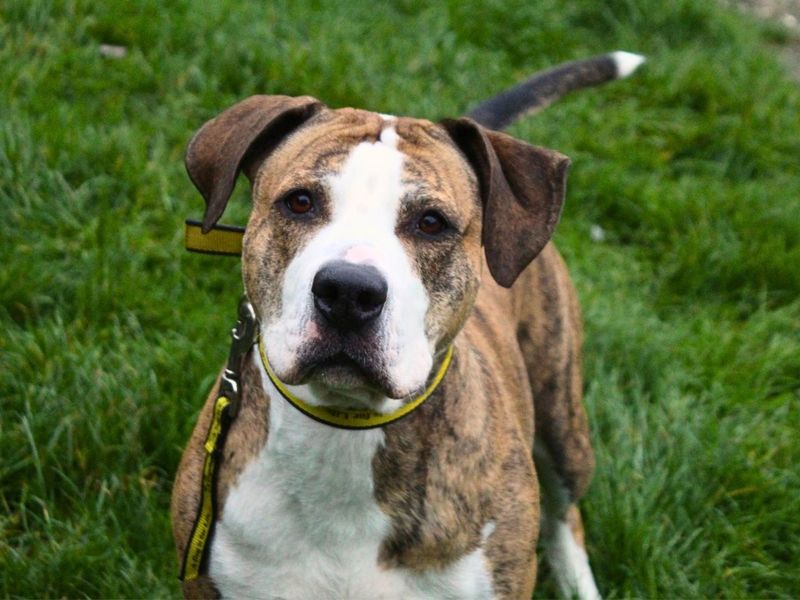 Poppy | Terrier (Staffordshire Bull) Cross | Manchester - 4