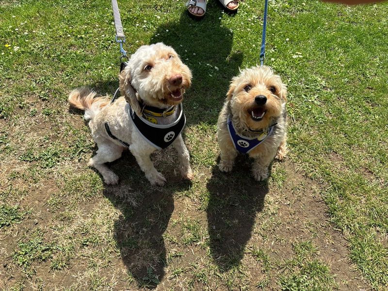 Bowie | Terrier (Yorkshire) Cross | Canterbury - 1